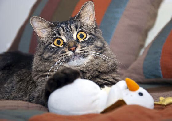 _骑士年轻新星持续发光,未来可期_,骑士lx