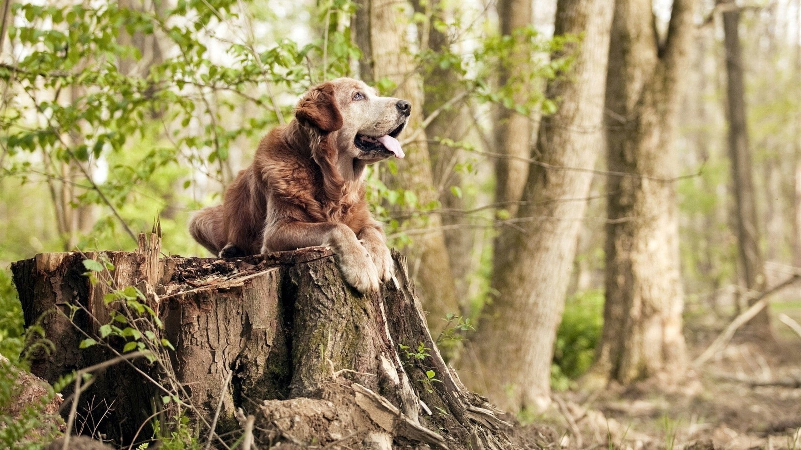 _魔术逆转比赛胜利,士气大振_,魔术反转电影