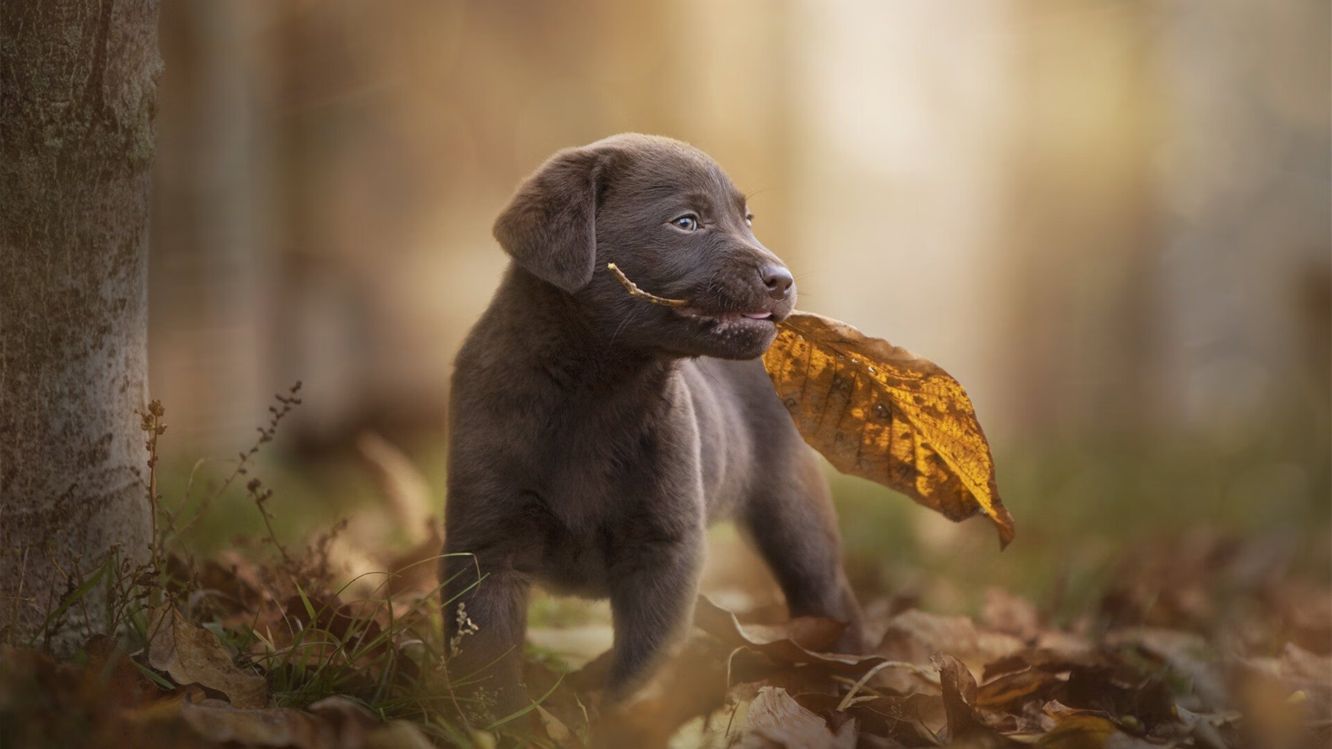 “明星投手再创奇迹,完美无失分助力球队升至榜首”