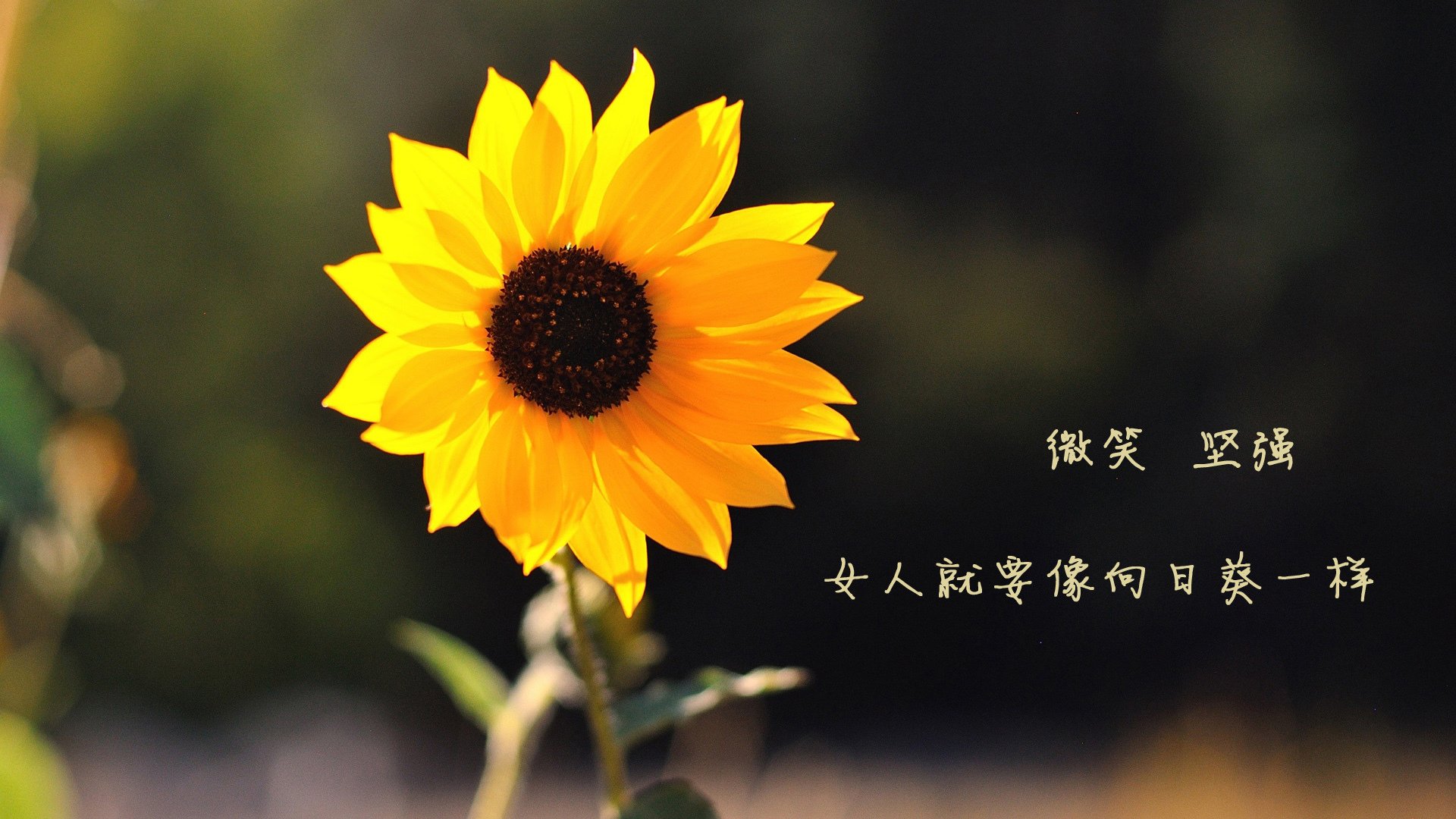 九游官网下载电脑版-“足球+互联网++体育+文化”融合发展新格局逐步明朗，如何打造足球体育文化