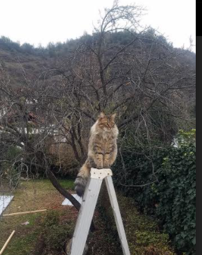 九游电脑版-“足球+文化+科技”融合创新发布会在多个城市同步举行，行业开启新格局