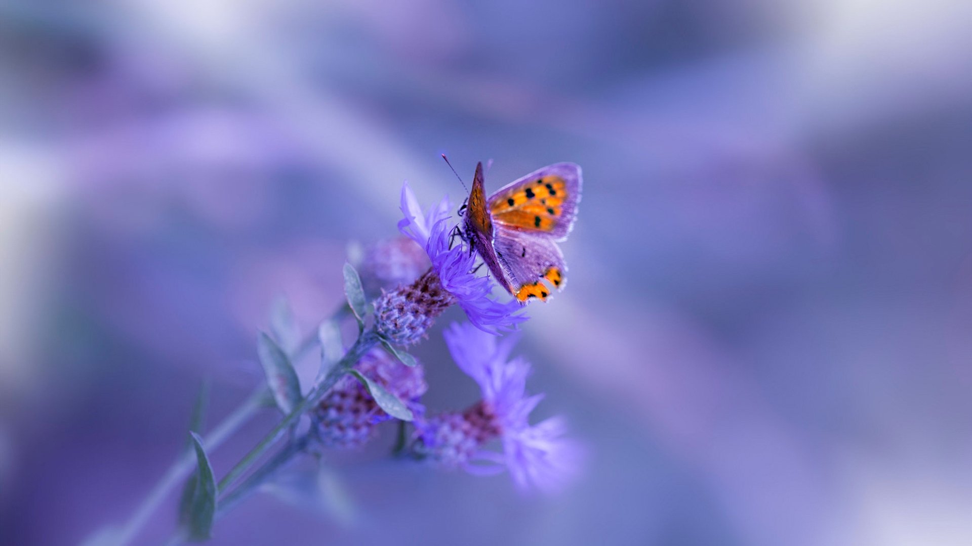 JiuyouAPP下载-《CS_GO亚洲巡回赛，TYLOO战队激情出战》，csgo亚洲冠军