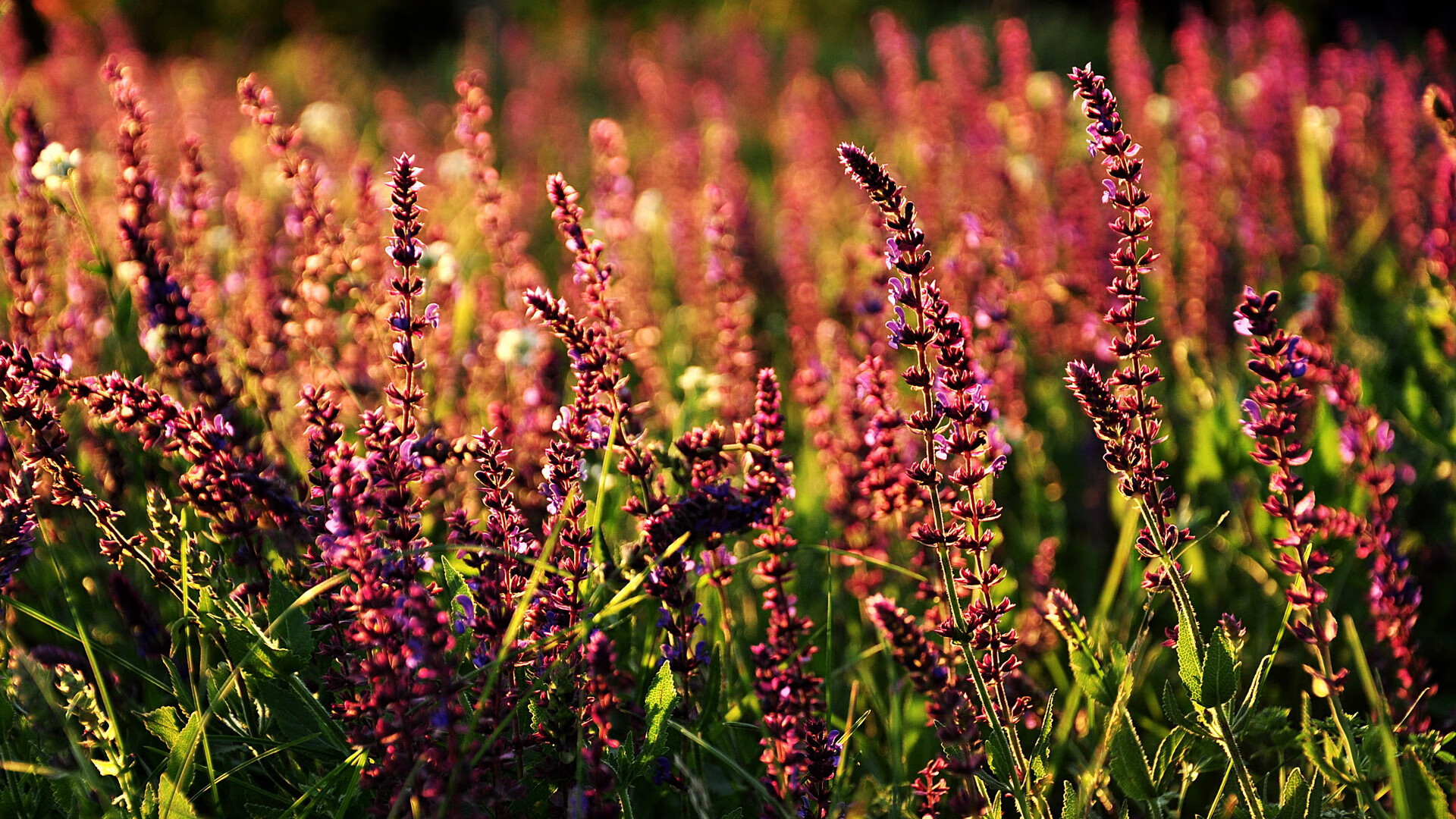 九游官网下载电脑版-【球员采访】明星选手的赛季心路历程，明星选拔赛