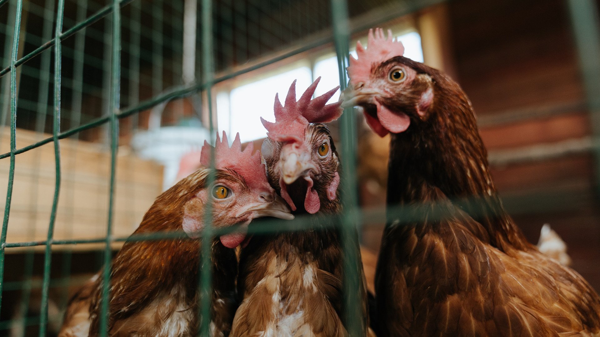 墨西哥队在巴黎奥运会比赛中多次利用边路进攻，奥运墨西哥足球