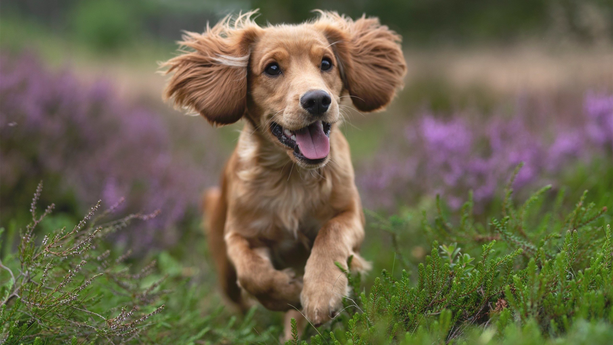 季后赛中,库里在最后两分钟多次投中决定比赛胜负的远三分!,库里季后赛12记三分