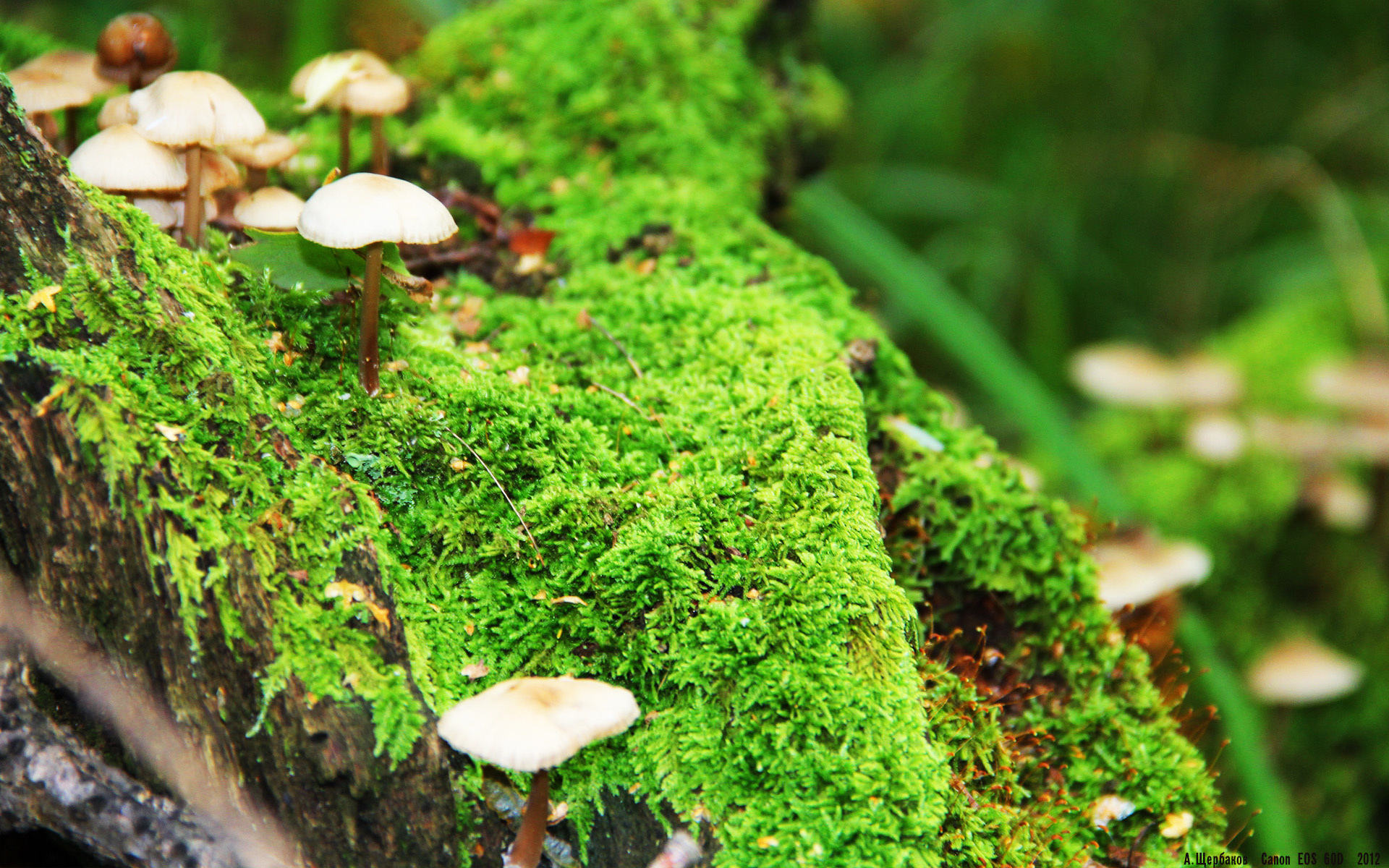 战术盛宴:顶尖团队的多变战术体系解析,多变战士