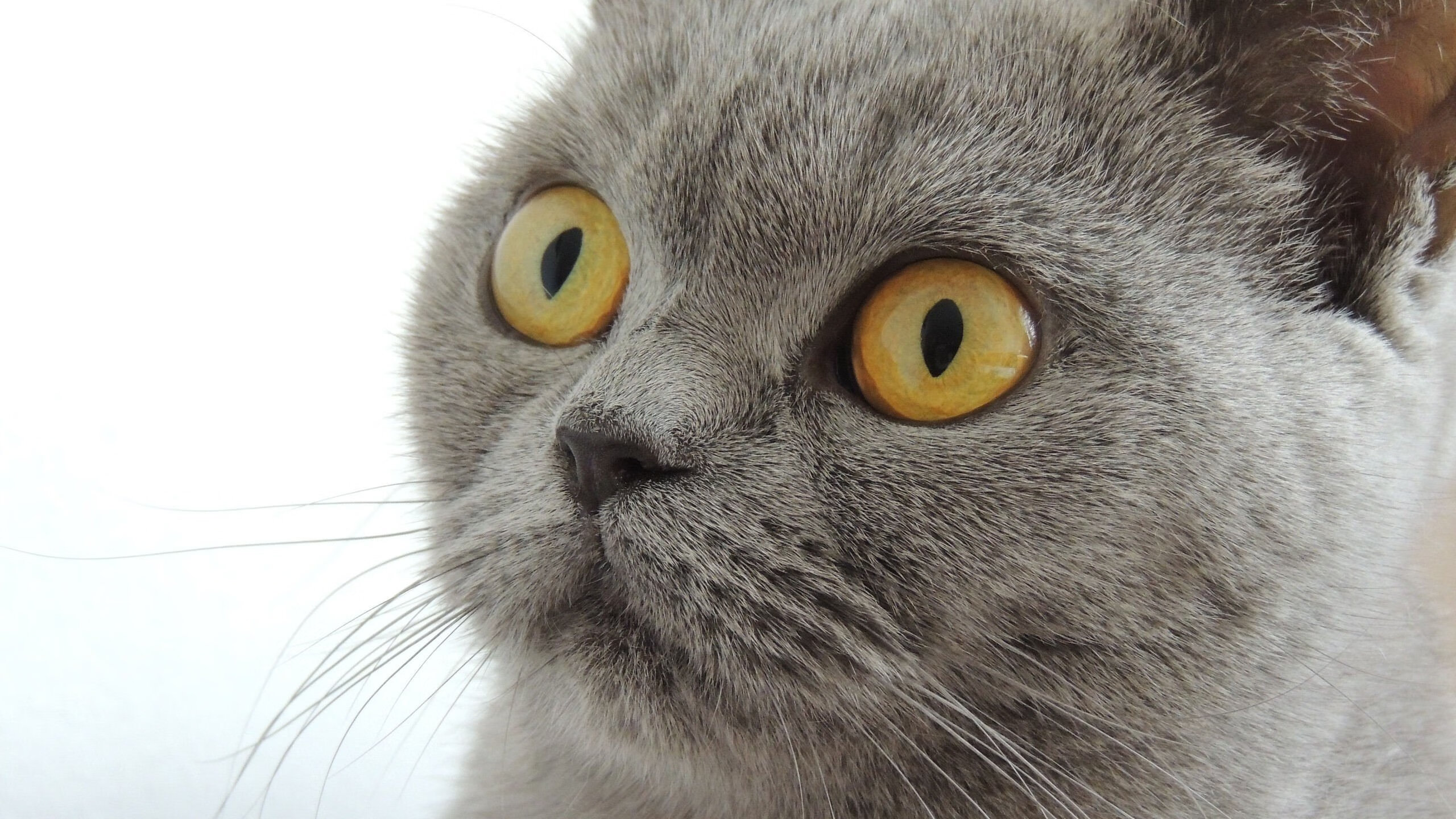 战绩波动背后：深度解析球队变化原因，球队现状