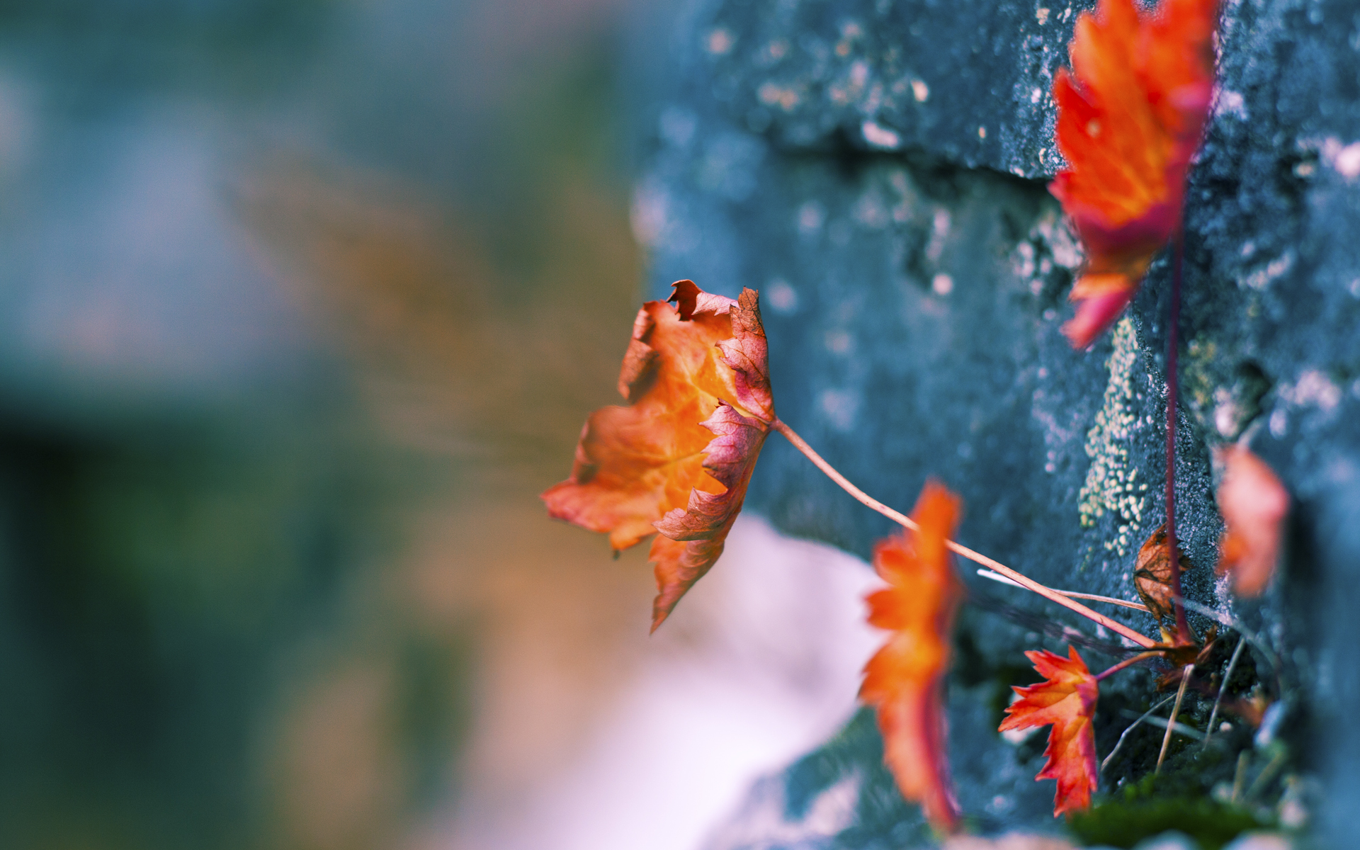 JIU YOU GAME-比利时游泳选手在男子100米蝶泳比赛中获得第八名，100蝶泳世界纪录视频