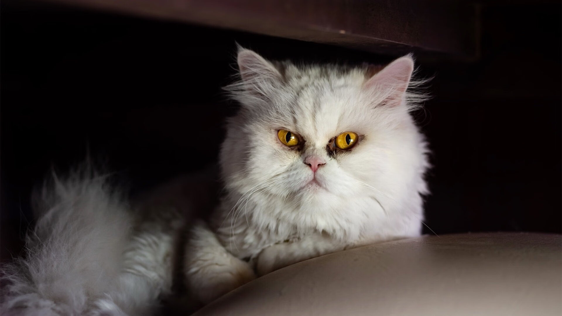 南特球员表现出色,或将被国家队召唤,南特3号球员