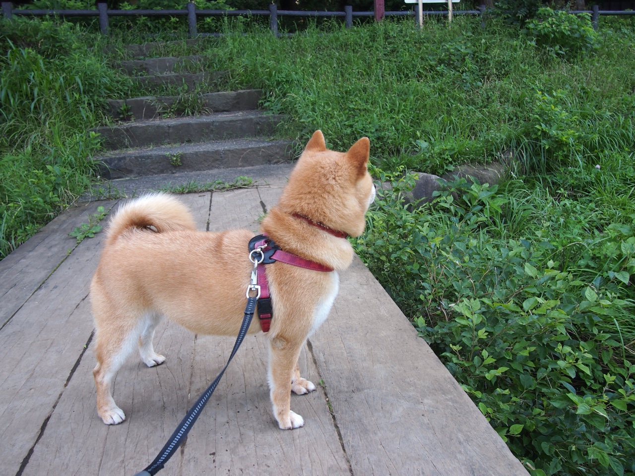 九游娱乐APP-国足选手奋勇拼搏，不畏艰难，国足运动员