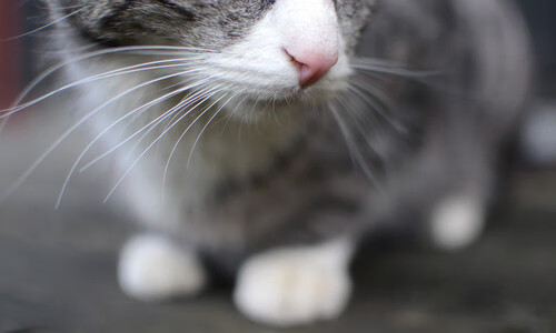 女足青少年培训体系完善,青少年女足的发展前景