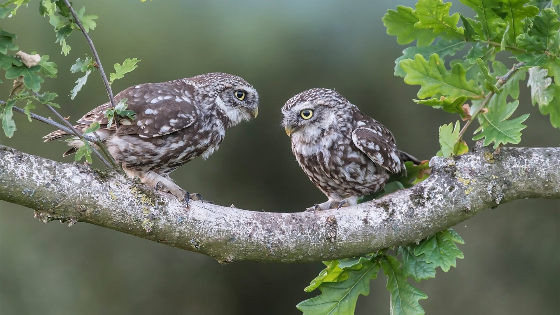 新秀合同机制是否应当改革，新秀合同可以交易吗