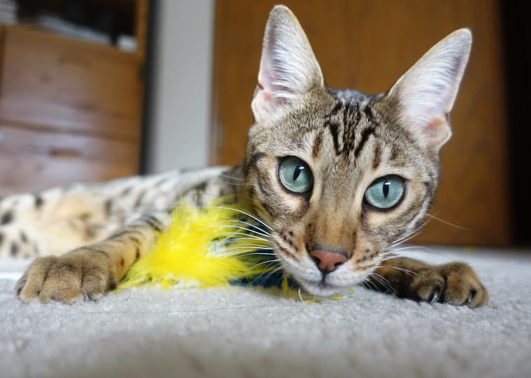 阿斯顿维拉官方宣布球员转会，增强实力，阿斯顿维拉球迷