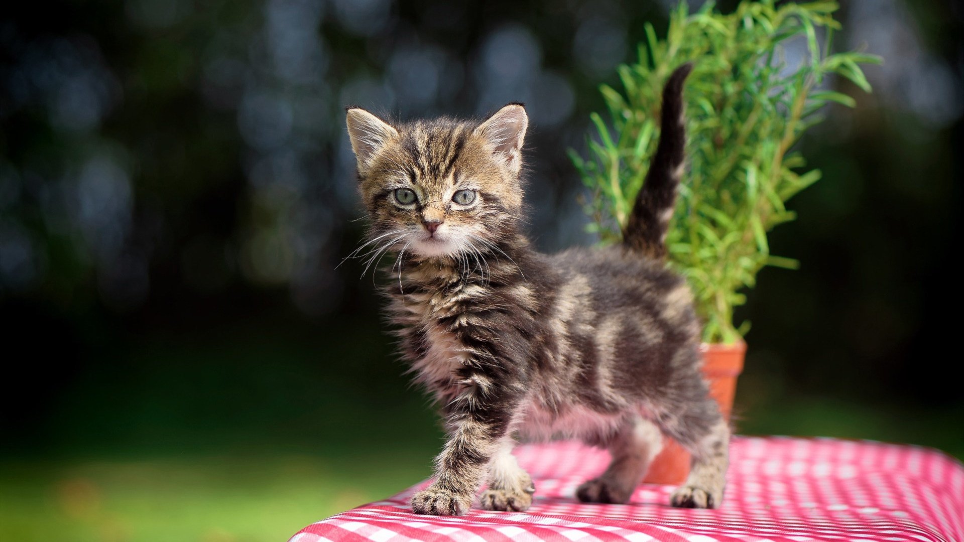 NBA联盟广告内容在不同市场的文化适应研究，nba广告商