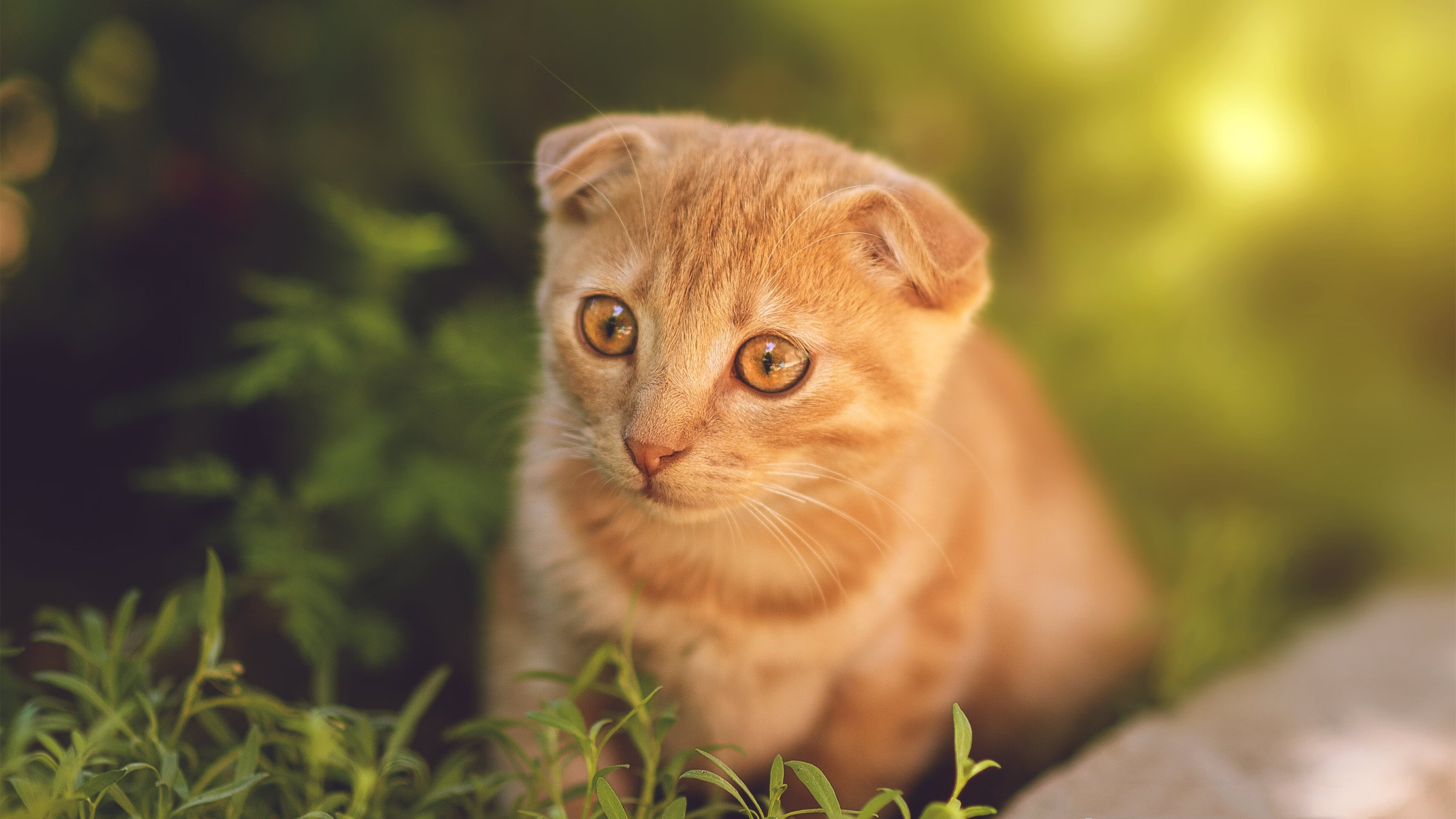 全国游泳俱乐部联赛多城区队表现突出,中国游泳俱乐部排名