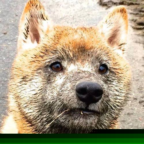 希腊女篮在欧洲锦标赛中惊艳亮相,争夺金牌势在必得,希腊u20女篮