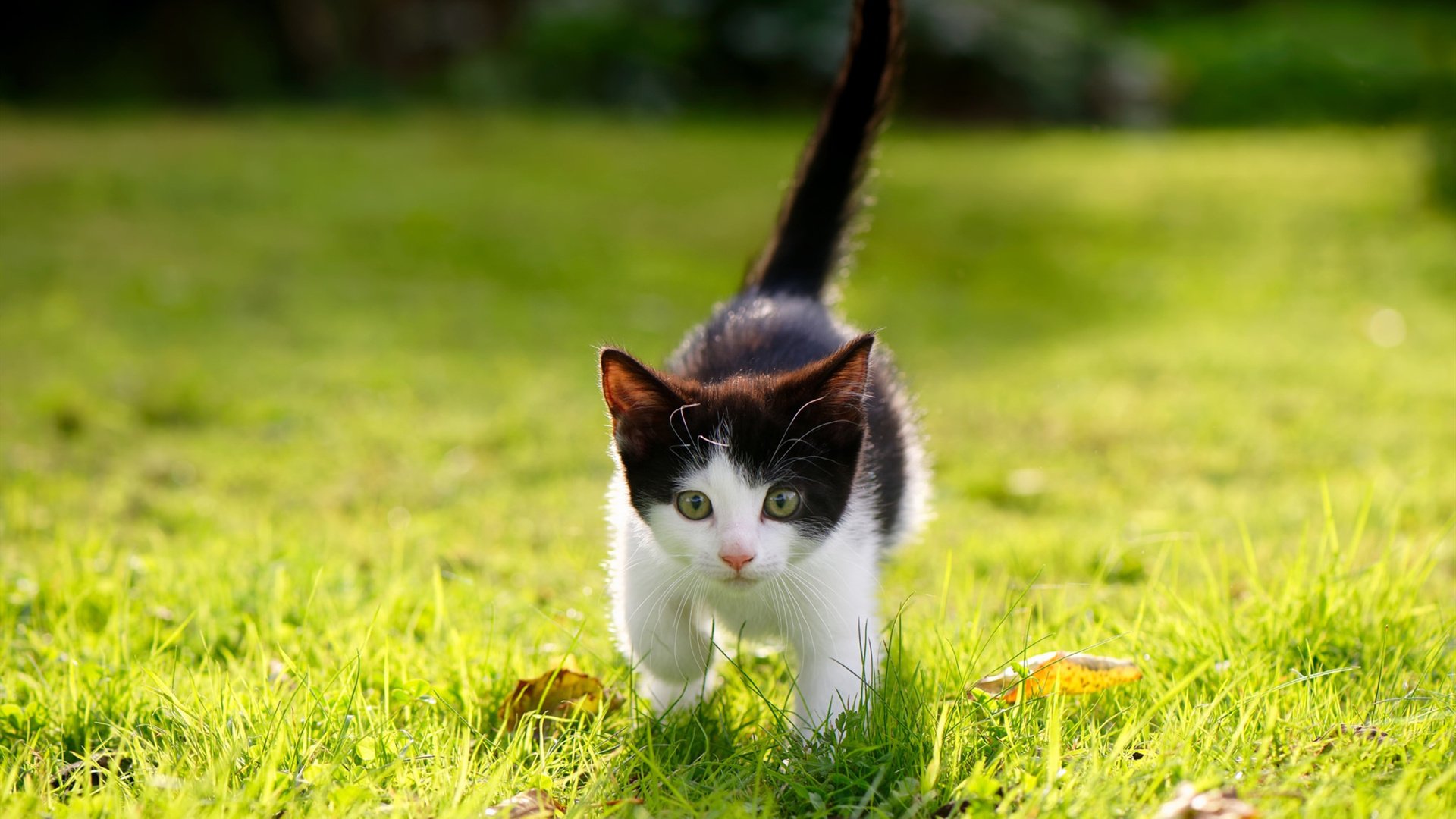 英超冲刺激战：悬念、激情、荣耀不断升腾！，英超blm